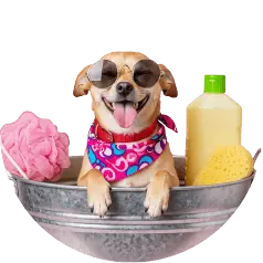 Un chiguagua feliz